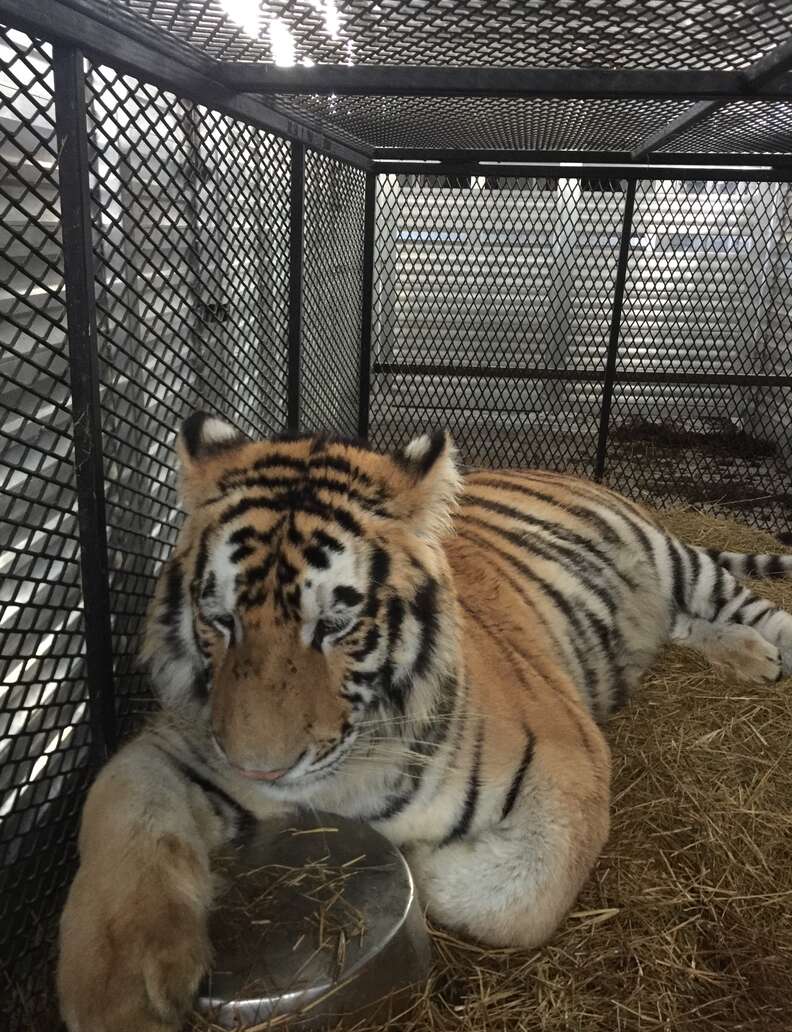 Tyson the tiger heads to his home at Black Beauty Ranch