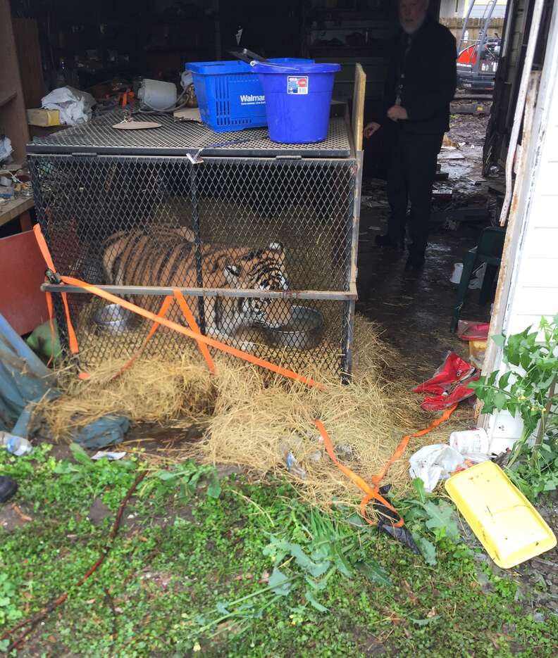 Young tiger found in garage of abandoned Houston home