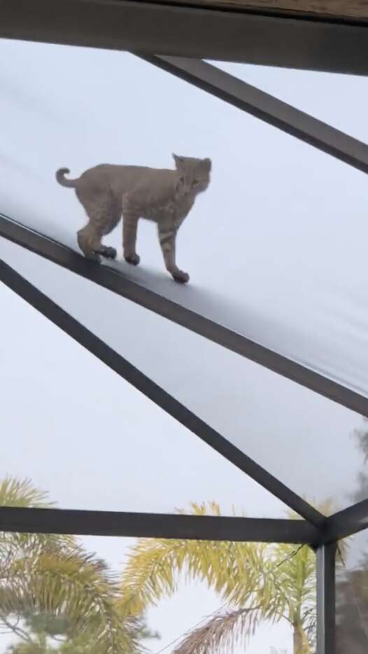 bobcat chases a squirrel