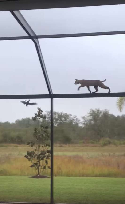 bobcat chases a squirrel