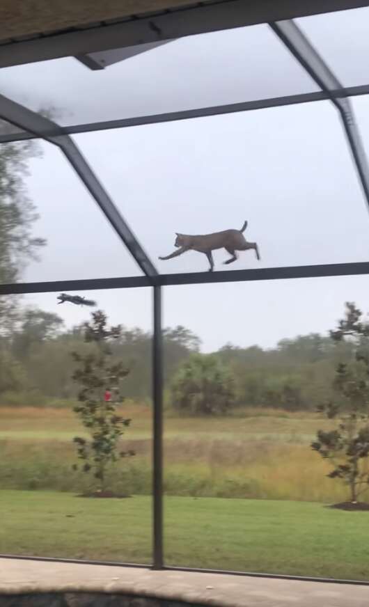 bobcat chases a squirrel