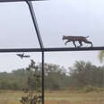 bobcat chases a squirrel