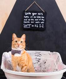 cat cafe valentine's day