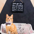 cat cafe valentine's day