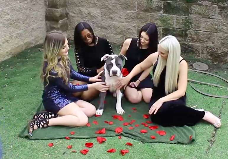 dog rescue pit bull the bachelor