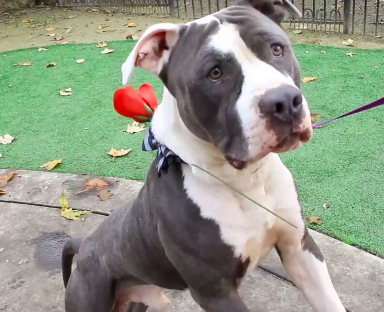 dog rescue pit bull the bachelor