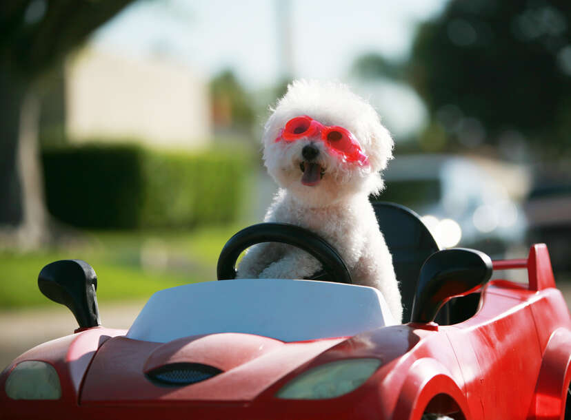 Bichon agility store