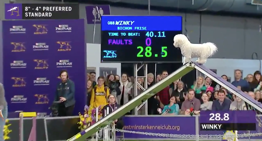 Winky the Bichon Completes the Agility Course at Westminster So Slowly
