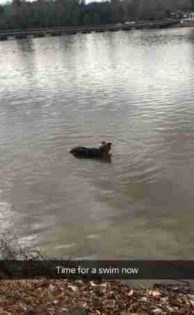 Best dog day ever for random neighborhood pup