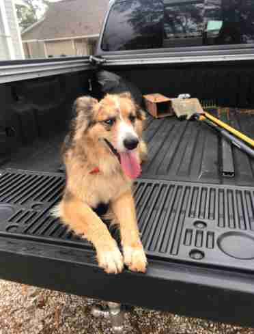 Best dog day ever for random neighborhood pup