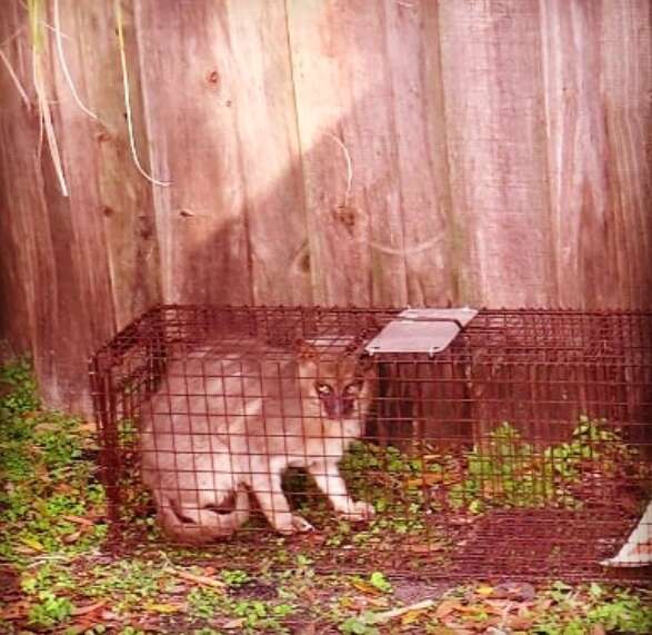 Starving stray 'werewolf' cat caught in apartment complex