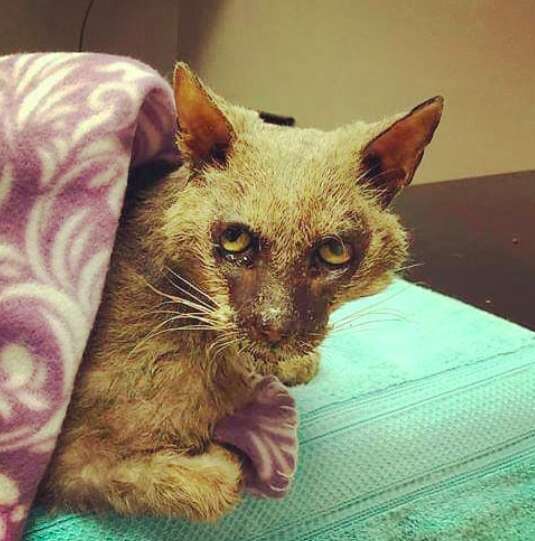 Starving stray 'werewolf' cat caught in apartment complex