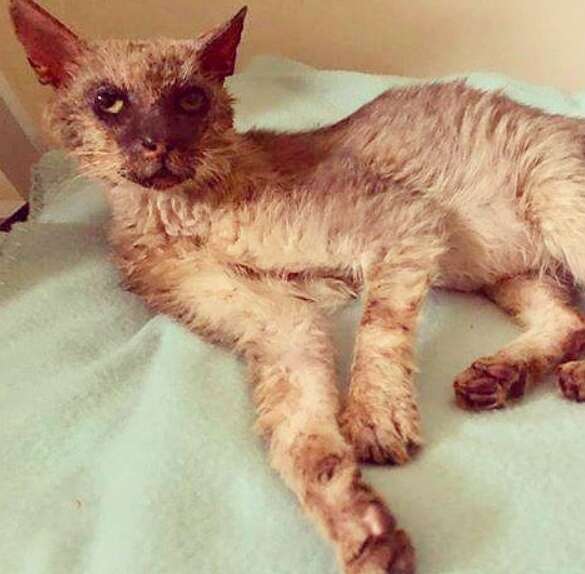 Starving stray 'werewolf' cat caught in apartment complex