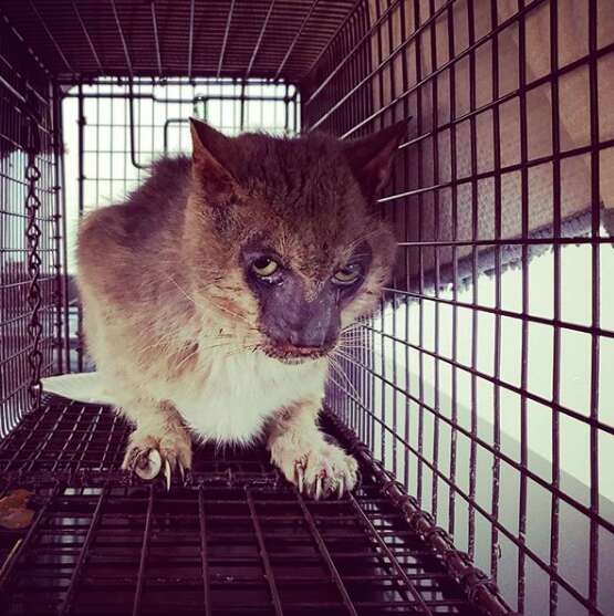 Starving stray 'werewolf' cat caught in apartment complex