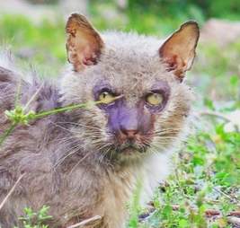 Starving stray 'werewolf' cat caught in apartment complex