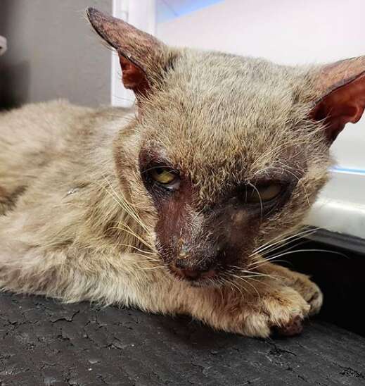 Starving stray 'werewolf' cat caught in apartment complex
