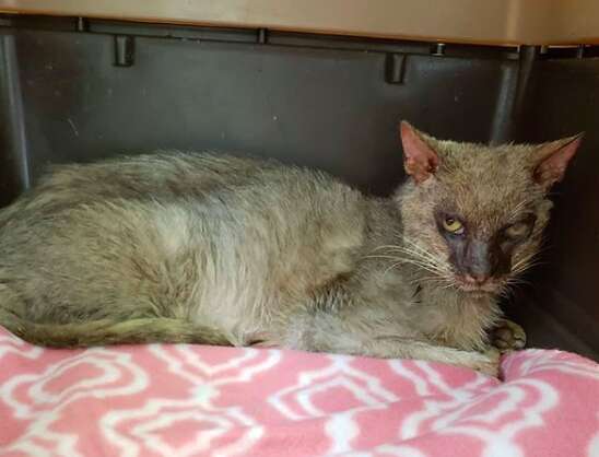 Starving stray 'werewolf' cat caught in apartment complex