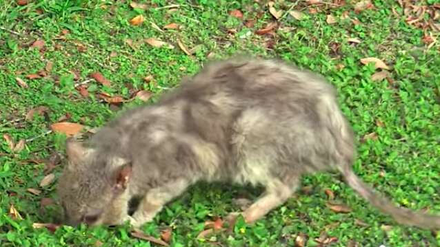 Tiny 'werewolf' cat caught in apartment complex