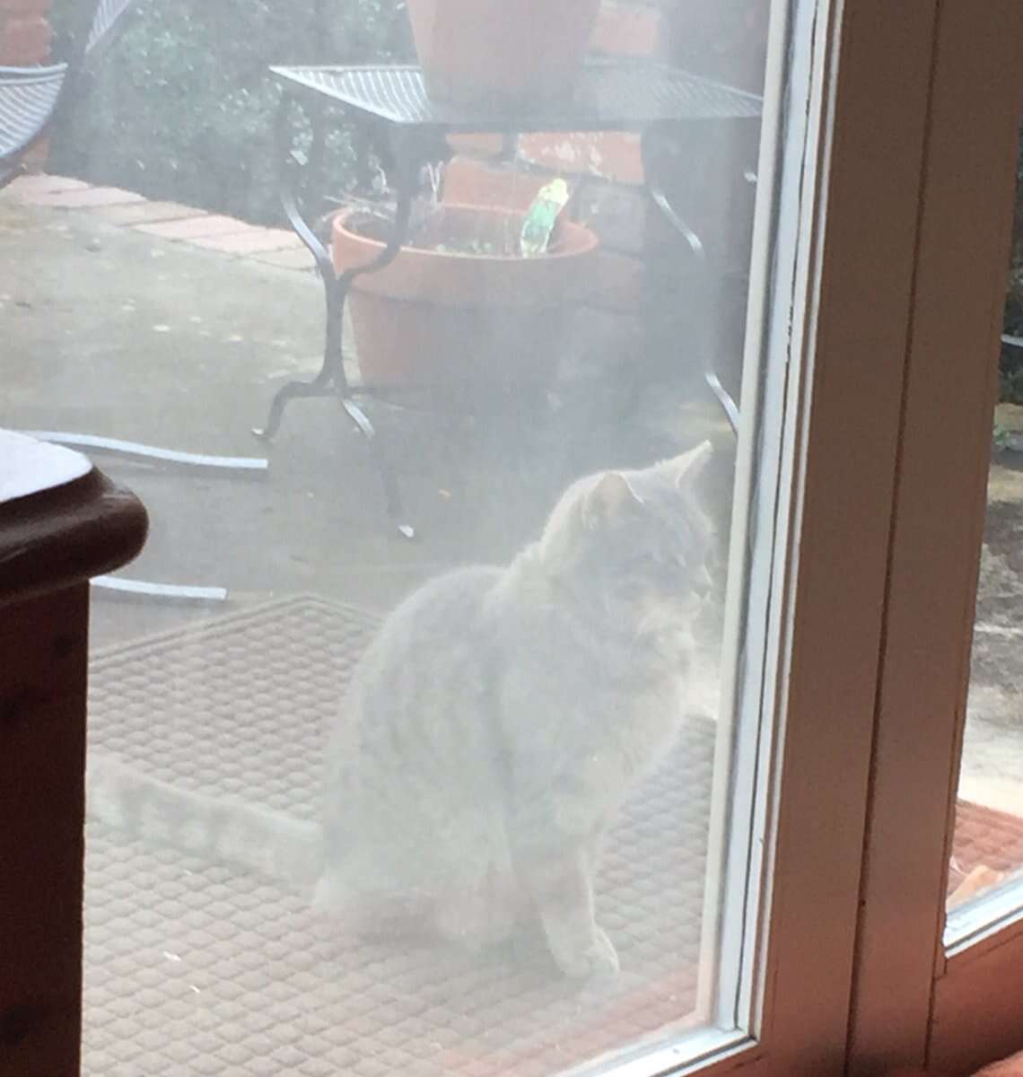 Cat waits at window of her dog friend