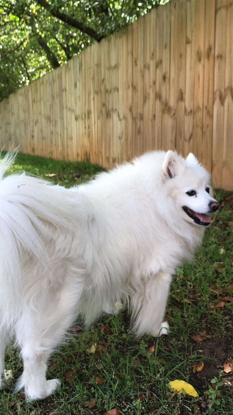 Gracie, an American Eskimo dog, in her yard in Alabama