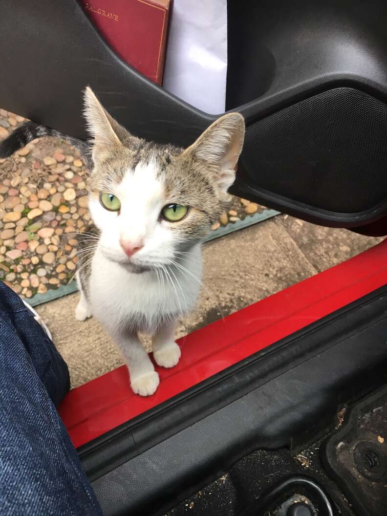 cat abandoned after family gets dogs