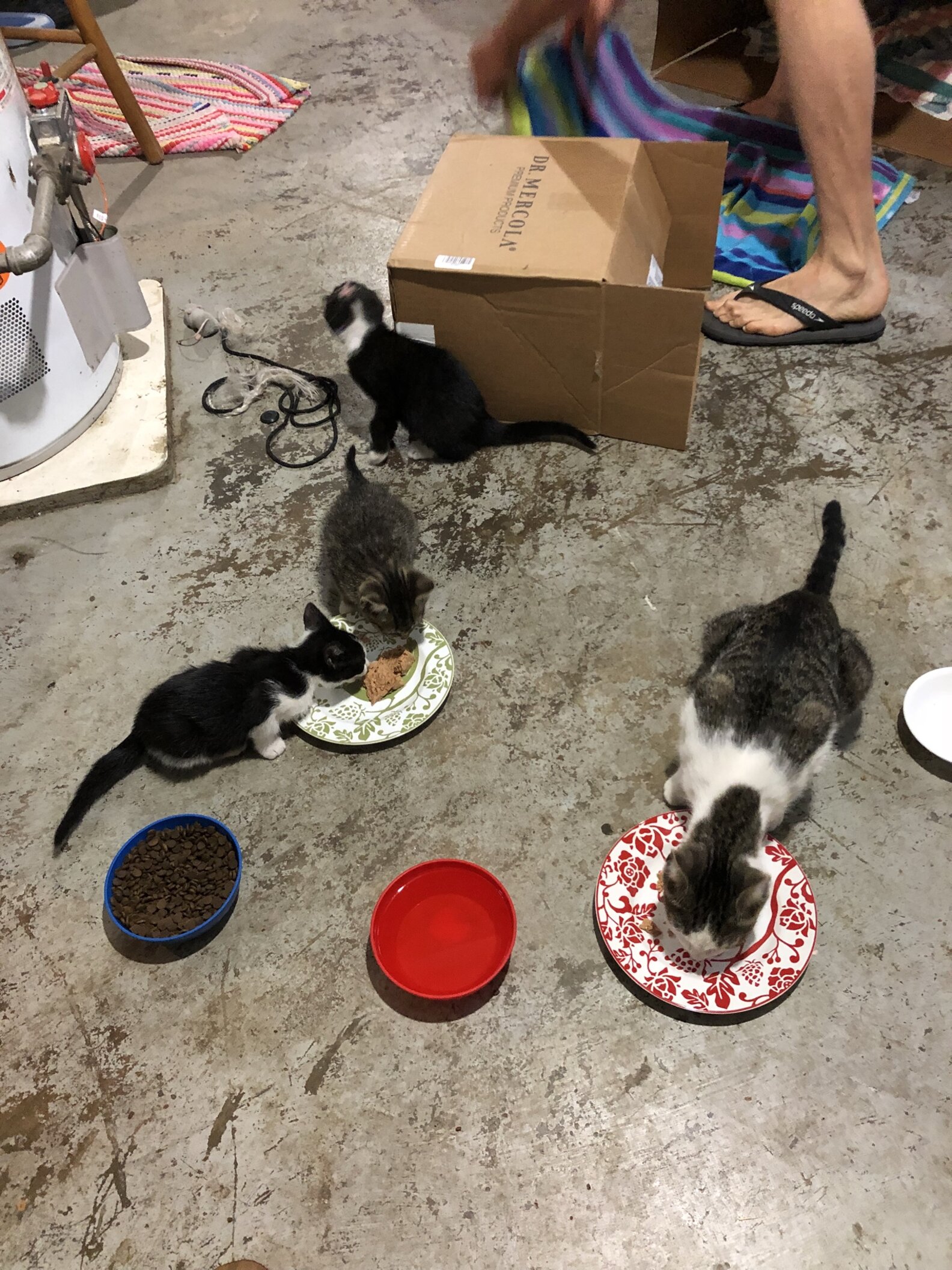 Family Kicks Cat Out Of House After Getting Dogs The Dodo