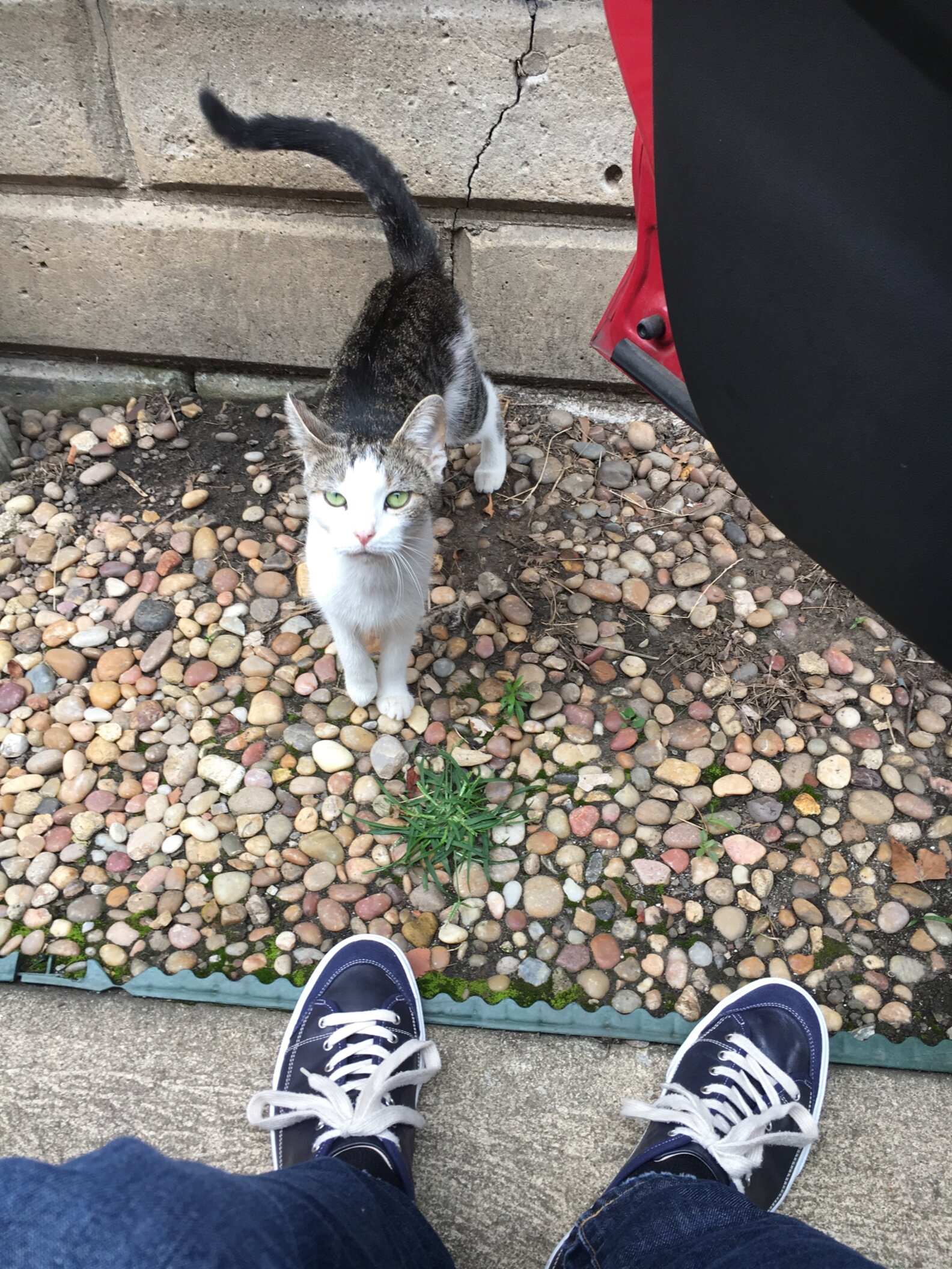 Family Kicks Cat Out Of House After Getting Dogs The Dodo
