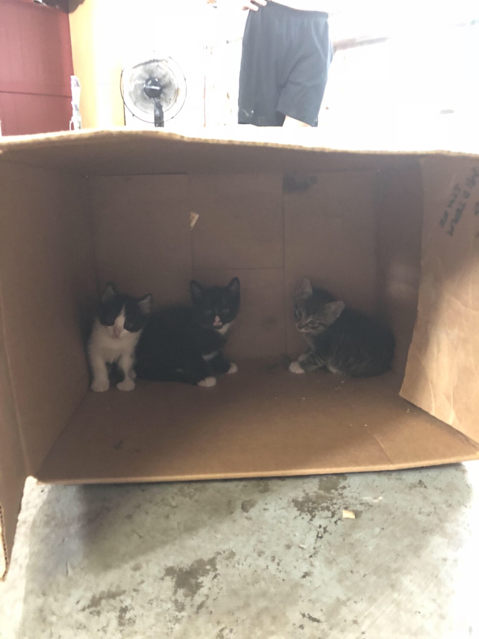 Family Kicks Cat Out Of House After Getting Dogs The Dodo