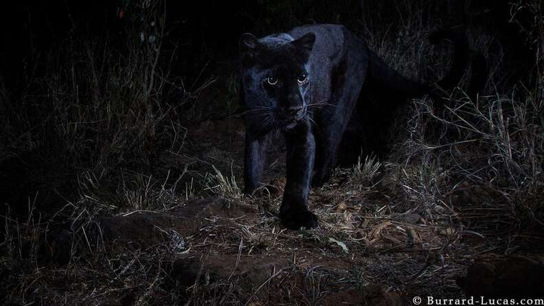 black panther photos