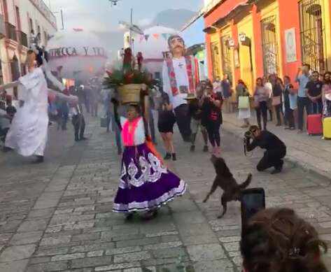 Street dog joins parade in Mexico