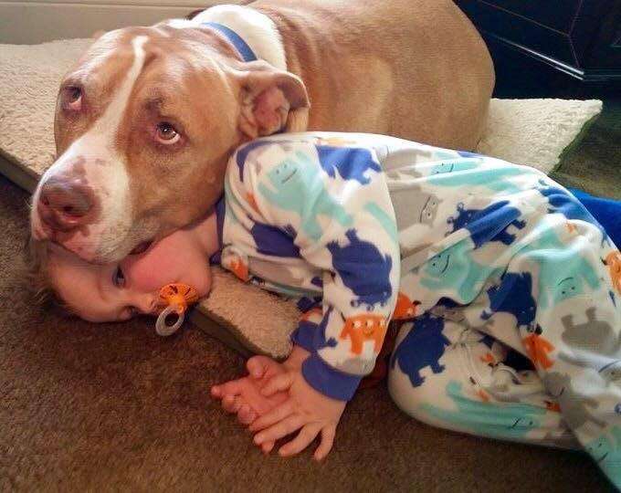 Mellow the pit bull relaxes with his favorite kid