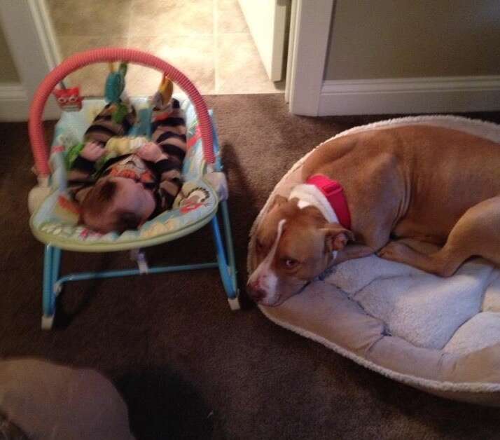 Mellow the pit bull guard his baby brother