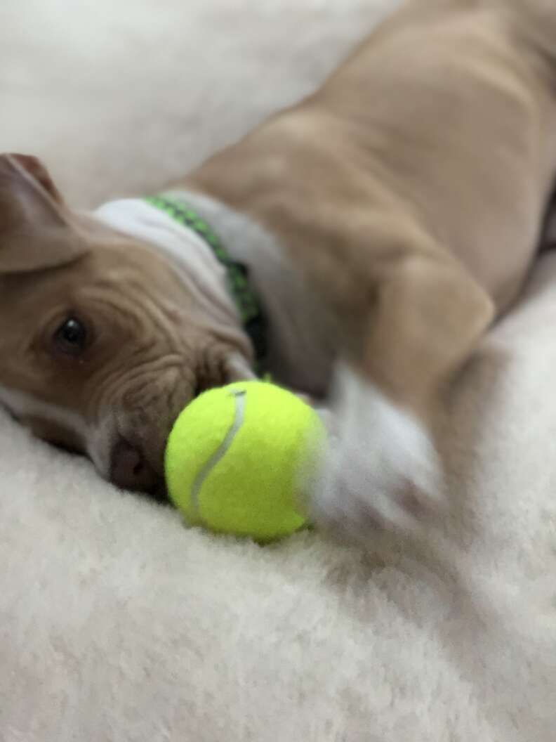 Nutty-Buddy plays with a ball