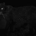 Photographer Spots Rarest Black Panther In The Wild