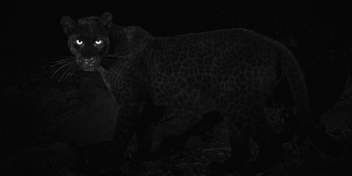 Фотограф два года снимал черных пантер