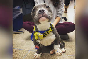 Pittie Puppy Found Tied To Pole LOVES His New Life