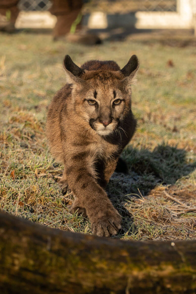 Puma kitten discovered in apartment in Germany