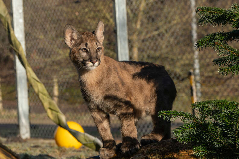 effect Binnenwaarts Overgang Puma Kitten Found By Landlady In German Apartment Arrives At Sanctuary -  The Dodo