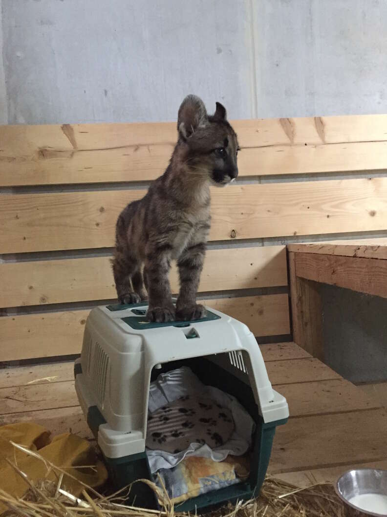 effect Binnenwaarts Overgang Puma Kitten Found By Landlady In German Apartment Arrives At Sanctuary -  The Dodo