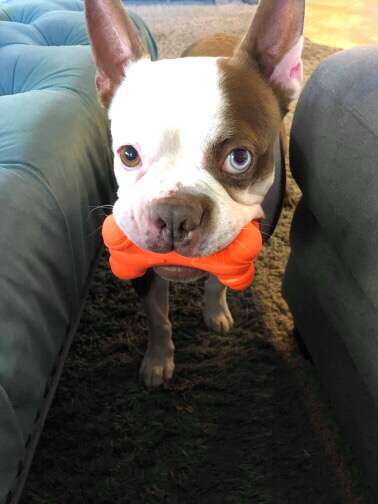 Tankers the rescued Boston terrier