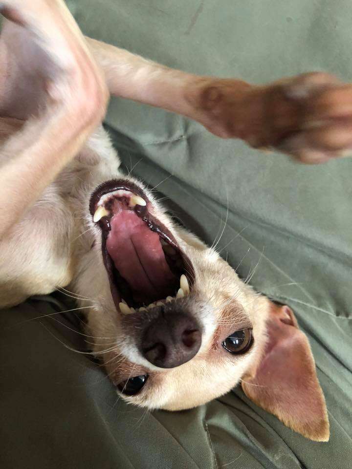 Lady the Chihuahua