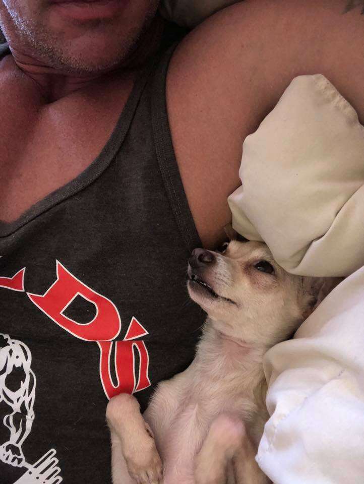 Lady the Chihuahua snuggles Bobby Humphreys