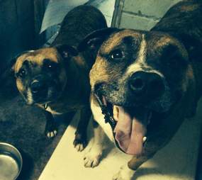 bonded pit bulls