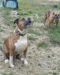 bonded pit bulls