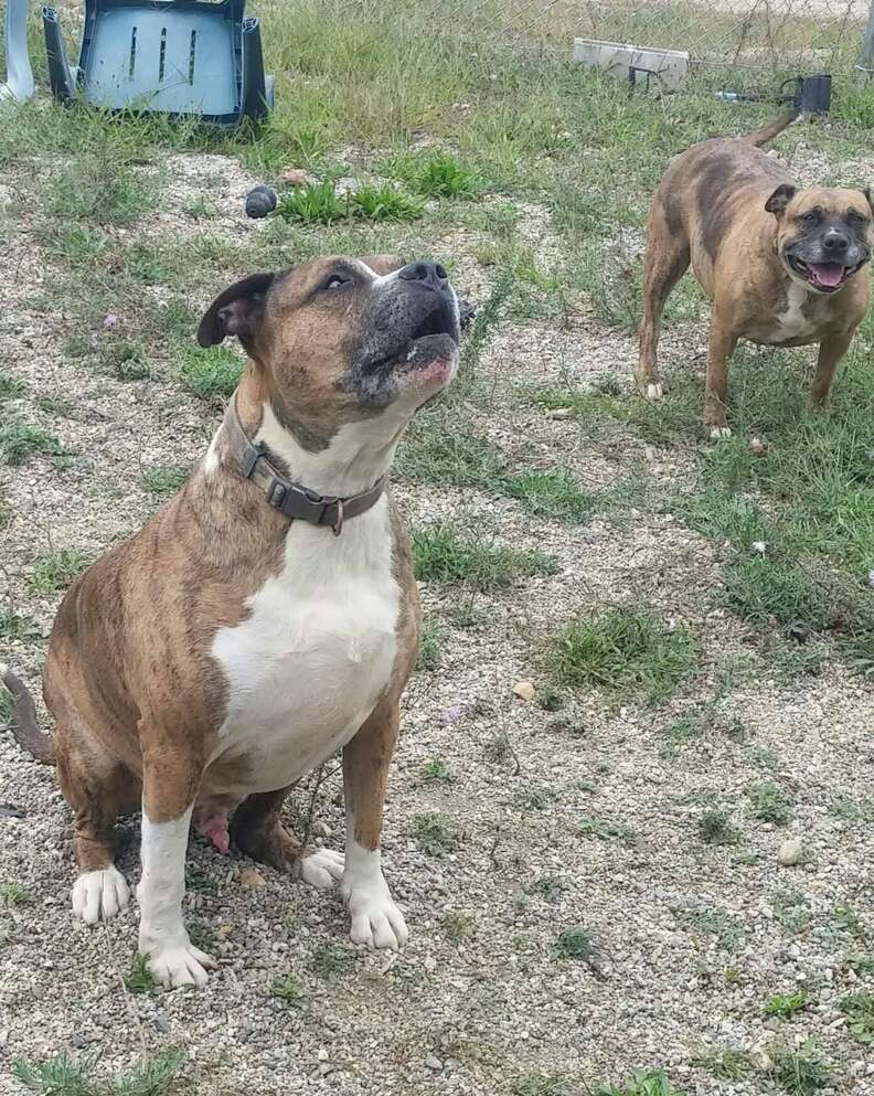 bonded pit bulls