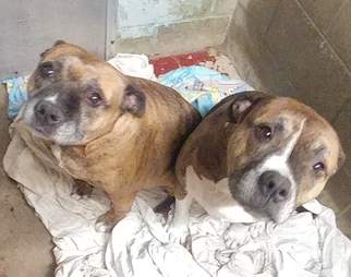 bonded pit bulls