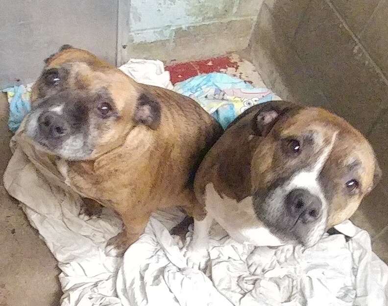 bonded pit bulls