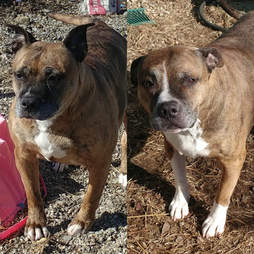 bonded pit bulls