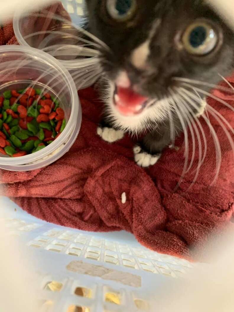 Tuxedo kitten saved from Bangkok highway