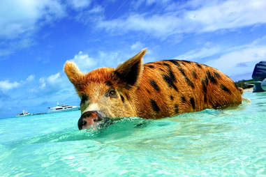 pig swimming exuma